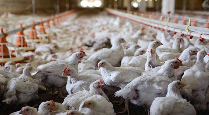برائلر مرغی کے گوشت کو انسانی صحت کے لئے خطر ناک قرار دے دیا گیا ،ڈاکٹر ماہرین