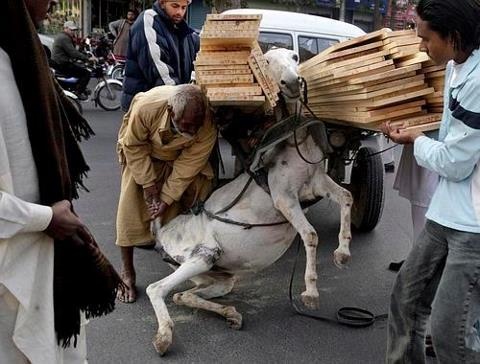 ہم تو چُپ ہیںتم ہی کچھ خیال کرو ۔شدید تپتی دھوپ میں جانوروں پر برداشت سے سو گنا زیادہ بوجھ کیوں؟ کوئی قانون ان کیلئے کیوں پاس نہیں ہوتا ؟