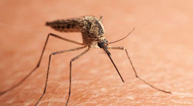 مچھر کے صرف ایک بار کاٹنے سے بھی کئی بیماریاں ہوسکتی ہیں