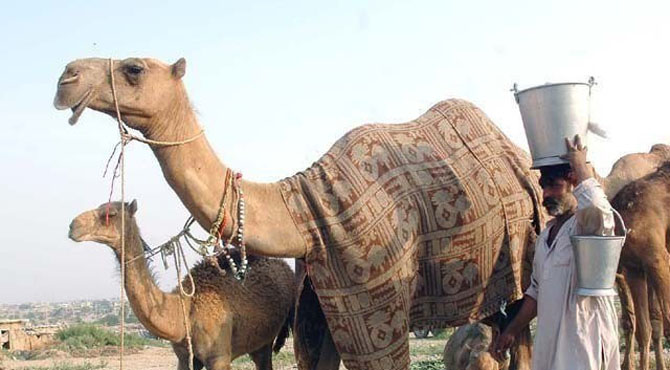 اونٹنی کے دودھ کا بھی سٹال لگ گیا