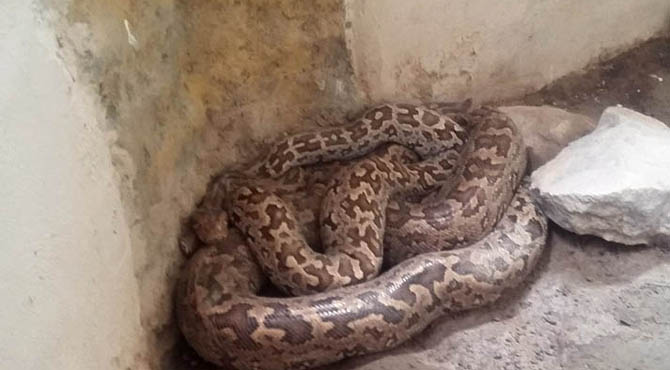 بھارت میں محکمہ جنگلات کے افسر کو اژدھے کے ساتھ سیلفی گلے پڑ گئی