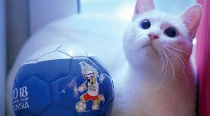 آکٹوپس زیادہ تیز ہے یا بلی فٹبال ورلڈ کپ کی پیش گوئی کیلئے روسی بلی کی دھوم