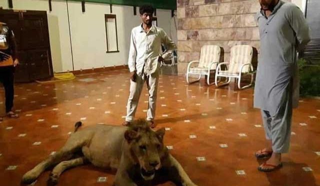 شیر کی تصویر سوشل میڈیا پر شیئر کرنے کے بعد آفریدی کیخلاف نیا محاذ کھُل گیا