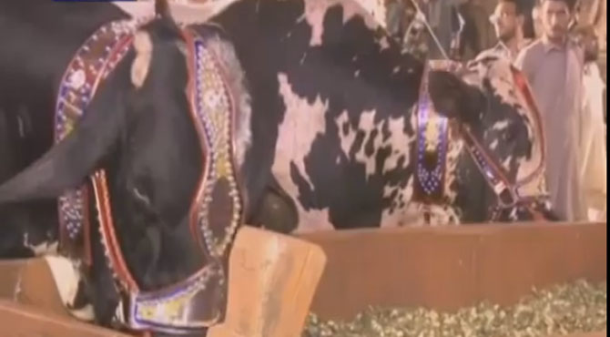 شاہ رخ ، ببلوپیچھے پیچھے ،شیر لاہور سب سے آگے ،آگئی تازہ خبر
