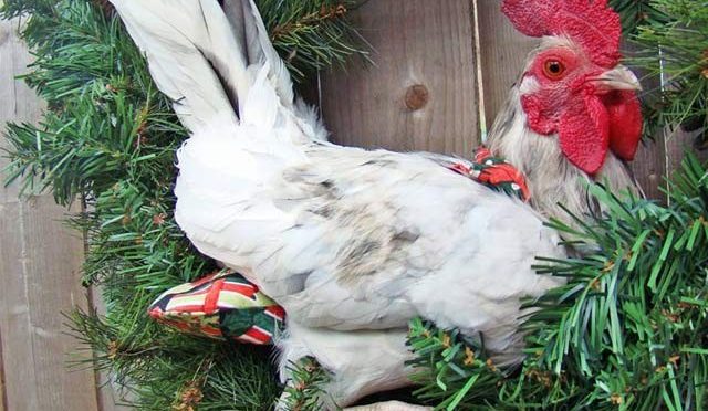 مرغیوں کے لیے مہنگے پیمپرز، امریکا میں نیا رجحان