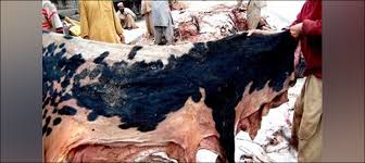 50,200,1500قربانی کی کھالیں کو ڑیوں کے بھاﺅ فروخت