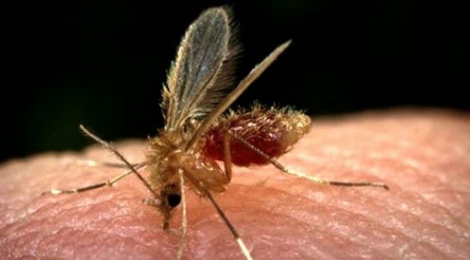 جنوبی وزیرستان میں ملیریا اور لیشمینیا نے وبائی شکل اختیار کرلی