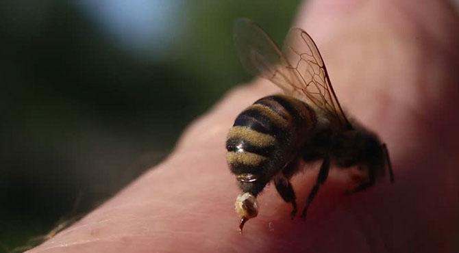 شہد کی مکھی کے ڈنک کے اثر سے بچانے والے گھریلو ٹوٹکے