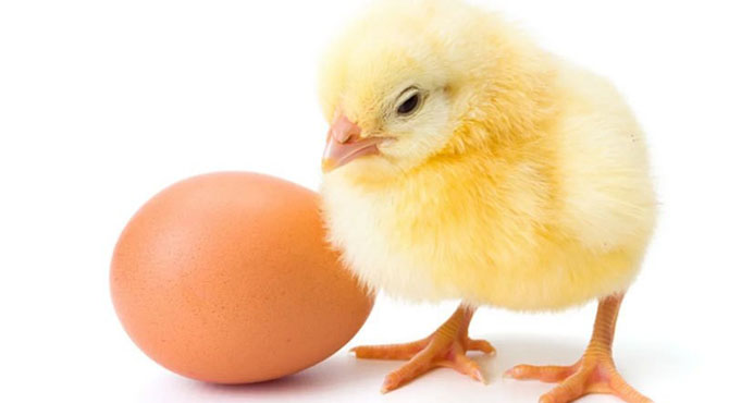 انڈہ پہلے آیا یا پھر مرغی ؟ہزاروں سال پرانے سوال کا جواب مل گیا