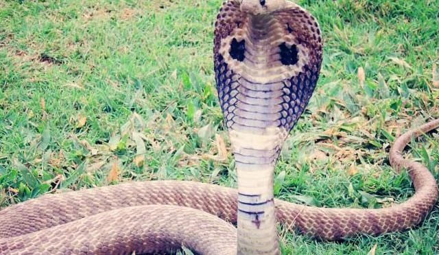 نشے کے لئے دنیا کے خطرناک ترین سانپ کوبرا سے ڈسوانے وا لے شخص نے سنسنی پھیلا دی
