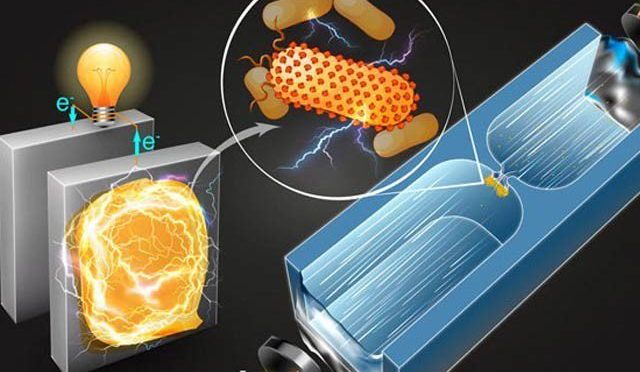 بیکٹیریا سے بجلی بنانے والی بیٹری میں اہم کامیابی