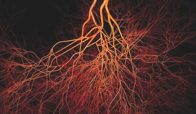 انسانی ہڈیوں میں نئی قسم کی خون کی رگیں دریافت