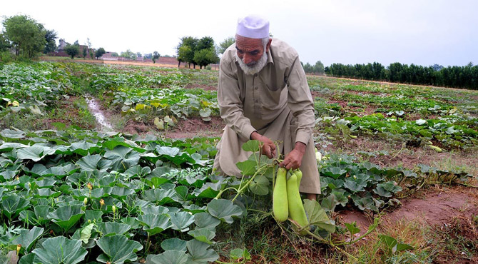 ہماری خوراک کا تیاری سے لے کر میز پر پہنچنے تک کا سفر