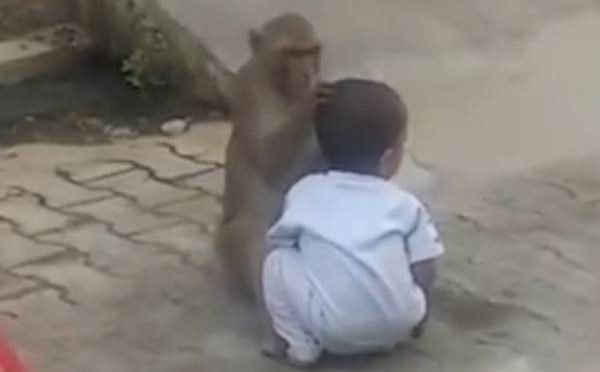 بندر نے کھیلنے کے لئے بچہ اغوا کرلیا