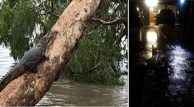 آسٹریلیا میں شدید بارشیں مگرمچھ اور سانپ رہائشی علاقہ میں آ گئے