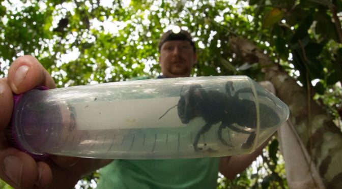 دنیا کی سب سے بڑی مکھی 38 سال بعد دوبارہ دریافت