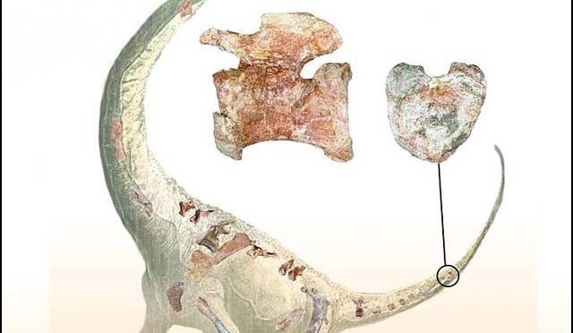 لمبی گردن والے ڈائنورسار کی نئی قسم دریافت
