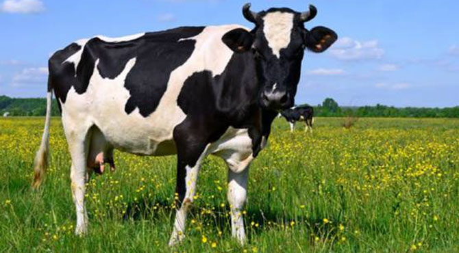 6کروڑ روپے کی ایک گائے جس کا گوشت دنیا میں سب سے بہترین سمجھا جاتا ہے، یہ کھاتی کیا ہے؟ آپ بھی جانئے