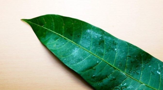 آم کے ‘کرشماتی پتے’ بھی متعدد امراض سے بچانے میں مددگار