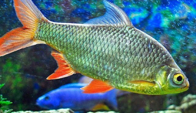 مچھلیوں کی جلد پر موجود چکنائی سے اینٹی بایوٹک دوا میں پیش رفت