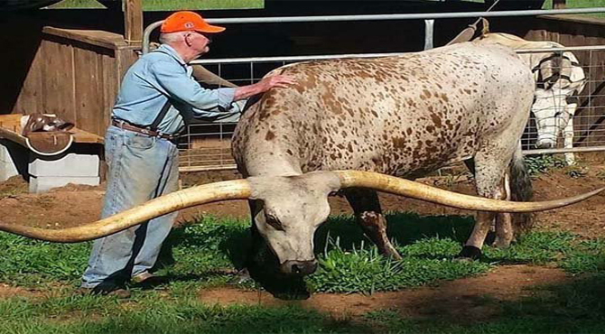 دنیا کے سب سے لمبے سینگوں والے بیل کا گنیزبک نے اعتراف کر لیا