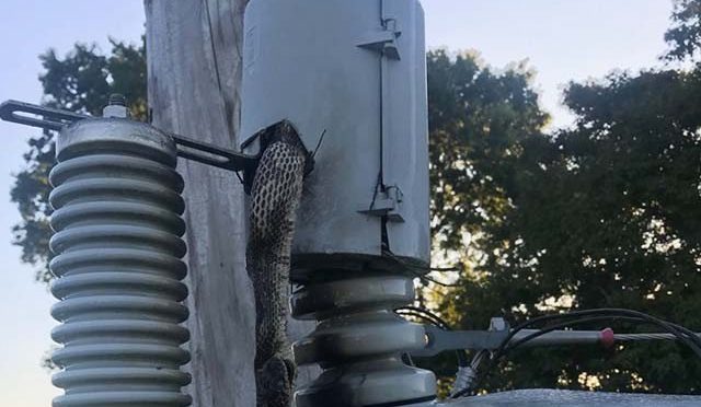 جرمنی میں سانپ نے ٹرانسفارمر میں گھس کر پورے علاقے کی بجلی بند کردی