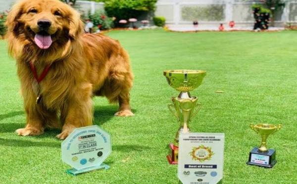 میجر جنرل آصف غفور کا کتا سٹار بن گیا، فالوررز کی تعداد 10 ہزار سے زائدہوگئی