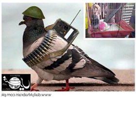 بھارتی سرحدی محافظین کاایک اور ’پاکستانی جاسوس کبوتر‘ پکڑنے کا دعویٰ