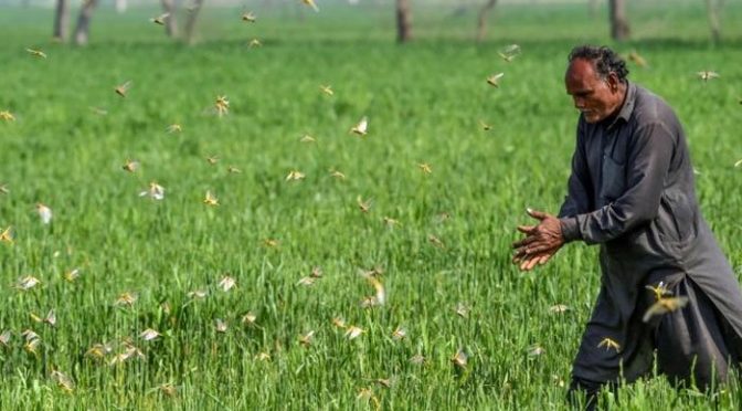 ٹڈیاں پکڑو اور پیسے لو، محکمہ زراعت سندھ کا تھر کی عوام کیلئے پیکج