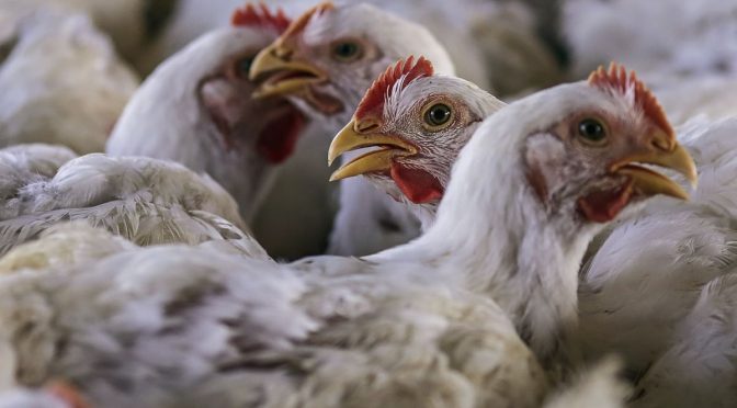 مرغی کے گوشت میں کرونا وائرس سے متعلقہ سوشل میڈیا پر وائرل نوٹیفیکیشن جعلی قرار