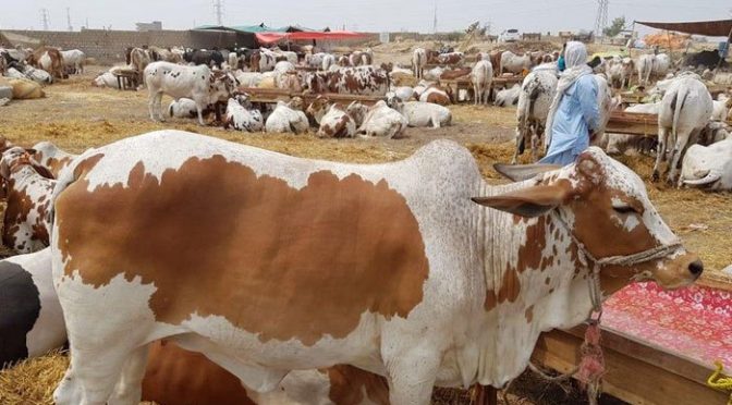 بلوچستان میں مویشی منڈیاں لگانے کیلئے ایس او پیز تیار