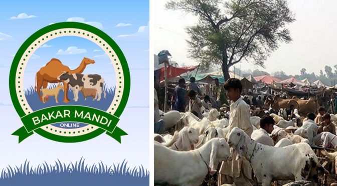 پنجاب میں قربانی کے جانوروں کی آن لائن خریداری کیلئے ایپ کا آغاز