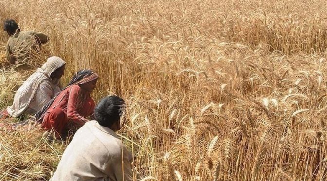 گندم کی امدادی قیمت 1800 روپے من مقرر، آٹا کی قیمت نہ بڑھانے کا اعلان