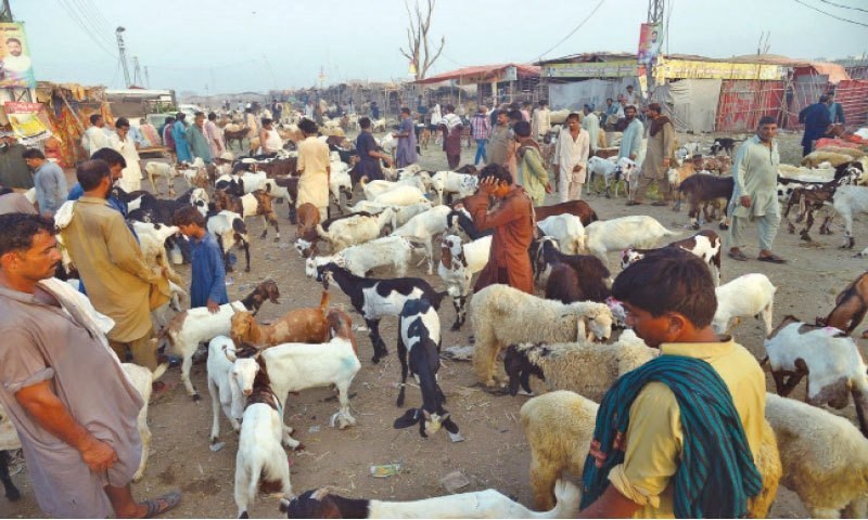 عید الاضحیٰ کے موقع پر کورونا وائرس کے دوبارہ سر اٹھانے کا خدشہ