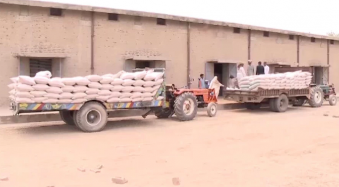 سندھ میں گندم ذخیرہ کرنے اور محفوظ رکھنے میں مشکلات کا سامنا