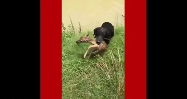کتے نے ہرن کے بچے کو ڈوبنے سے بچا لیا