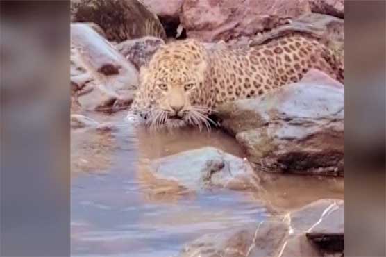 مظفرآباد میں نوسدہ کے مقام پر نایاب تیندوا زخمی، محکمہ جنگلات کے اہلکار ابھی تک پہنچ نہ سکے