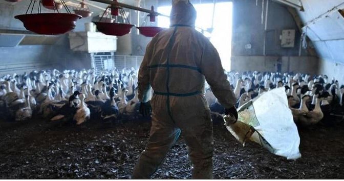 برطانیہ اور یورپ کے بعد برڈ فلو امریکا پہنچ گیا، لاکھوں مرغیاں تلف