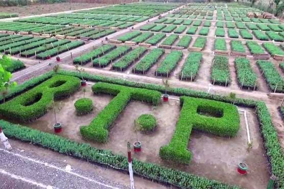 سعودی عرب میں 10 ارب درخت لگانے کیلئے پاکستان مدد کرے گا، ایم او یو پر دستخط