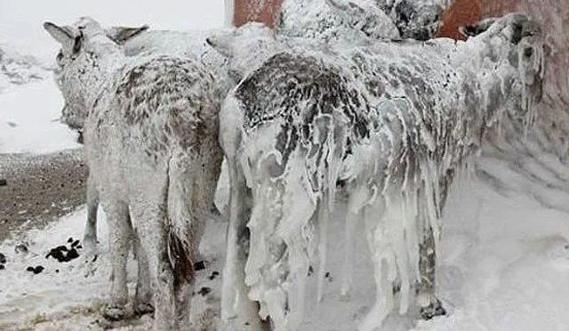 ترکی میں شدید برفباری میں جانور منجمد؛ پروازیں معطل