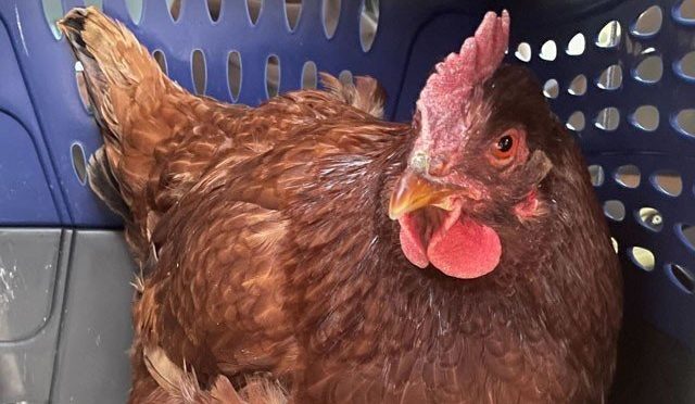 پینٹاگون میں اچانک نظرآنے والی مرغی نے ہلچل مچا دی