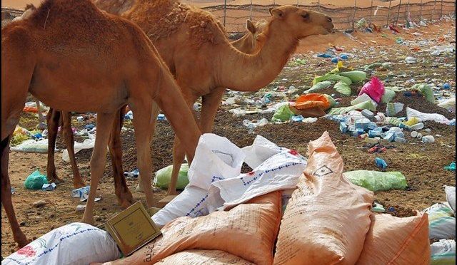 دبئی میں سیکڑوں اونٹوں کے ’قاتل پلاسٹک‘ پر بھاری ٹیکس لگادیا گیا