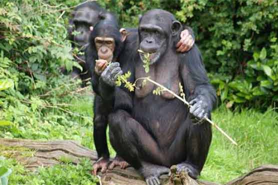 چمپانزی کیڑوں کے مرہم سے زخم مندمل کرتے ہیں
