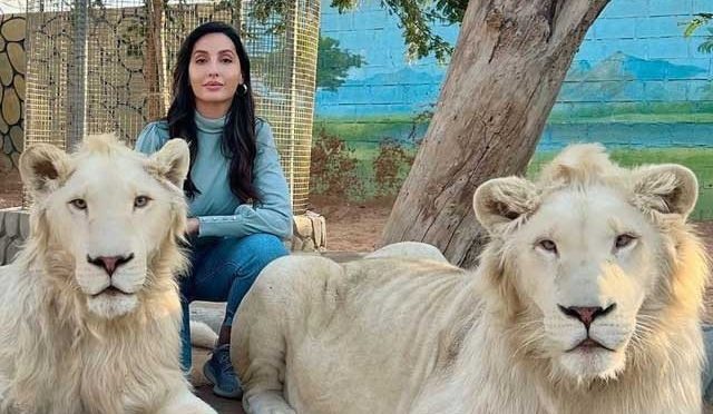 نورا فتیحی کی دبئی میں شیروں کے ساتھ تصاویر وائرل