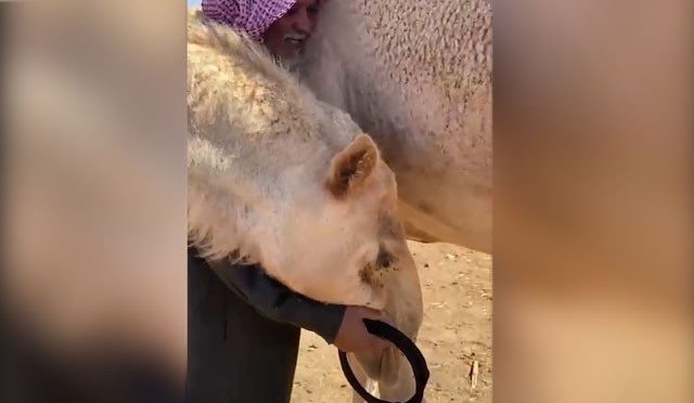 اونٹ کی سابق مالک سے جذباتی ملاقات سوشل میڈیا پروائرل