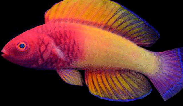 گہرے سمندر سے ست رنگی مچھلی کی نئی قسم دریافت