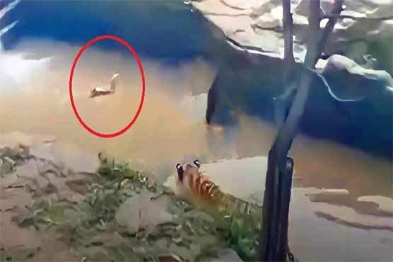 شیر دانتوں پسینہ آنے کے باوجود بطخ کے شکار میں ناکام