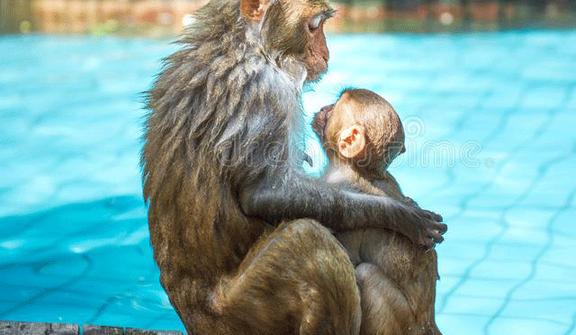 تھائی لینڈ میں غصیلے بندروں کو ’ٹھنڈا‘ رکھنے کےلیے سوئمنگ پول قائم
