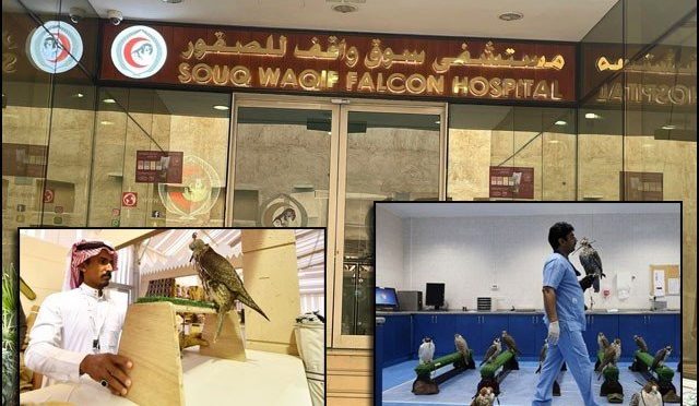 جدید ترین ’’وی وی آئی پی‘‘ اسپتال جہاں صرف عقابوں کا علاج ہوتا ہے
