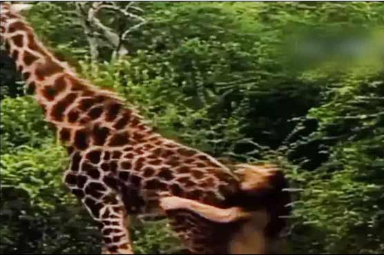 شیروں کے جتھوں کا حملہ، زرافے کے جان بچانے کی ویڈیو وائرل
